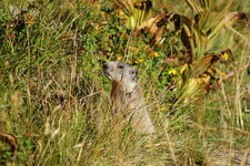 Marmotte