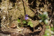 Violette hérissée - sous réserve