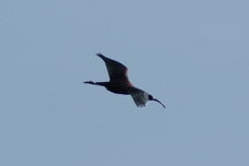 Ibis falcinelle