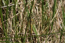 Orthetrum cancellatum - femelle