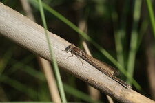 Sympecma fusca