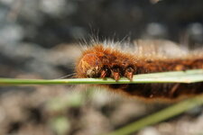 Chenille