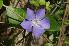 Vinca minor