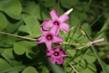 Oxalis articulata
