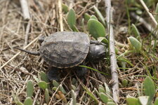 Toute petite tortue