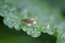 Neurotecna anilis