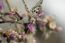 Papillon Apollon