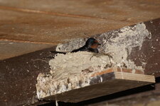 Hirundo rustica