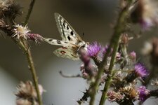 Papillon Apollon