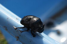 Oryctes nasicornus