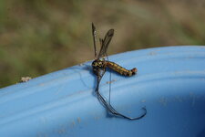 Tipule