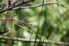 Sympetrum sanguineum
