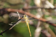 Sympetrum fonscolombii - femelle