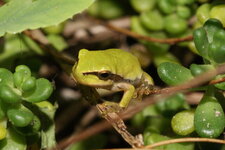 Hyla arborea