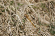 Sympetrum