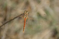 Sympetrum fonscolombii - vue du dessus