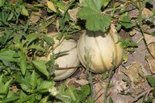Melons...
