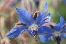 Fleur de bourrache