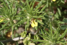 Bugle petit pin