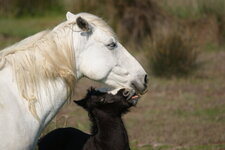 Jument camarguaise