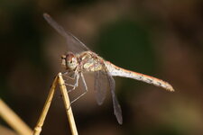 Sympetrum striolatum - vue de côté