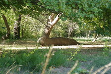Figuier couché