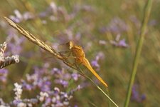 Crocothémis écarlate - femelle