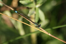 Agrion élégant - mâle