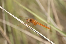 Crocothémis écarlate femelle
