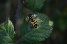 Helophilus trivittatus