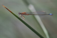 Ischnura elegans