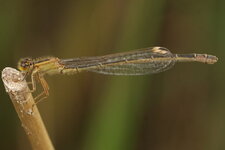 Ischnura elegans