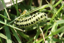 Chenille de la zygène de la spirée