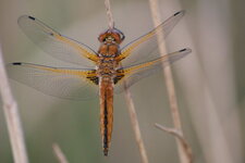 Libellule fauve