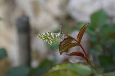 Marbré vert