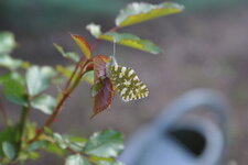 Marbré vert