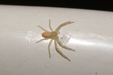 Philodromus sp.