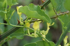 Aristoloche clématite
