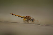 Crocothémis écarlate - femelle
