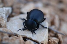 Timarcha tenebricosa