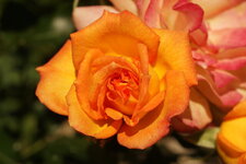 Rose... feu