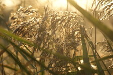 Lever de soleil sur la végétation camarguaise (bis)