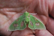 Papillon 