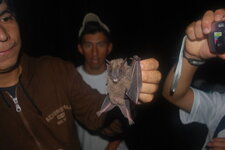 Chauve-souris