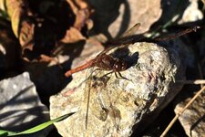 Le Sympetrum strié