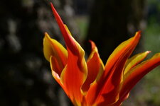 Tulipe