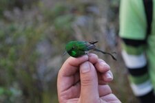 Colibri à longue queue
