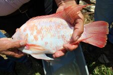 Tilapia
