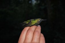 Colibri
