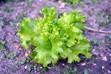Salade